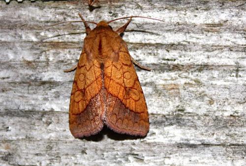 Réf. 212 581 : Pyrrhia umbra